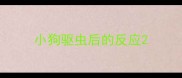 小狗驱虫后的反应