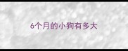 6个月的小狗有多大