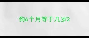 狗6个月等于几岁