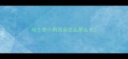 哈士奇小狗耳朵怎么那么长