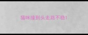 猫咪撞到头走路不稳