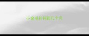 小金毛补钙到几个月