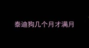 泰迪狗几个月才满月