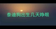 泰迪狗出生几天睁眼