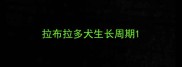 拉布拉多犬生长周期
