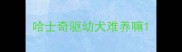 哈士奇驱幼犬难养嘛