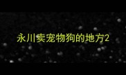 永川卖宠物狗的地方