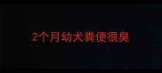 2个月幼犬粪便很臭