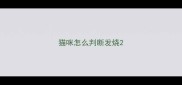 猫咪怎么判断发烧