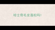 哈士奇毛发蓬松吗