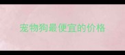 宠物狗最便宜的价格