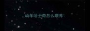 幼年哈士奇怎么喂养