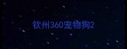 钦州360宠物狗