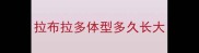 拉布拉多体型多久长大