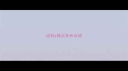 边牧p链买多长合适