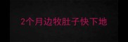 2个月边牧肚子快下地