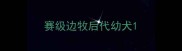 赛级边牧后代幼犬