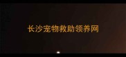 长沙宠物救助领养网