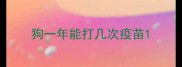 狗一年能打几次疫苗