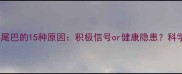 拉布拉多摇尾巴的15种原因积极信号or健康隐患科学养护指南