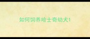 如何饲养哈士奇幼犬