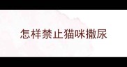怎样禁止猫咪撒尿