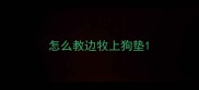 怎么教边牧上狗垫