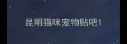 昆明猫咪宠物贴吧