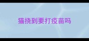 猫挠到要打疫苗吗