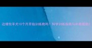 边境牧羊犬10个月开始训练晚吗科学训练指南与补救措施