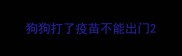 狗狗打了疫苗不能出门
