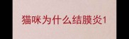 猫咪为什么结膜炎