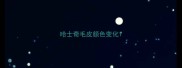 哈士奇毛皮颜色变化