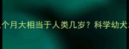 拉布拉多三个月大相当于人类几岁科学幼犬发育全周期