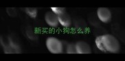 新买的小狗怎么养