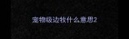 宠物级边牧什么意思