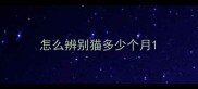 怎么辨别猫多少个月