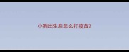 小狗出生后怎么打疫苗