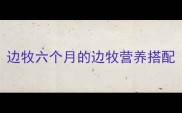 边牧六个月的边牧营养搭配