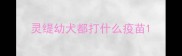 灵缇幼犬都打什么疫苗