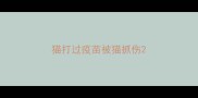 猫打过疫苗被猫抓伤