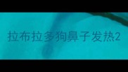 拉布拉多狗鼻子发热