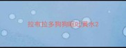 拉布拉多狗狗呕吐黄水