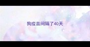 狗疫苗间隔了40天
