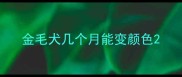 金毛犬几个月能变颜色