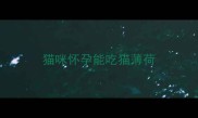 猫咪怀孕能吃猫薄荷