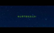 哈士奇不脱毛怎么办