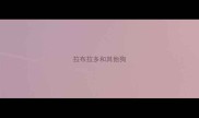 拉布拉多和其他狗