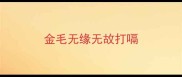金毛无缘无故打嗝