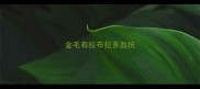 金毛有拉布拉多血统